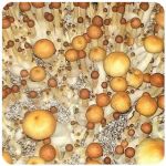 Псилоцибиновые (галлюциногенные)  грибы Psilocybin "Golden Teacher" в Кургане