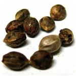 Семена марихуаны АК-47  (Seeds AK-47) в Кургане